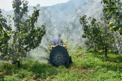 陈区镇精心打造“一镇一业”推进黄梨产业提档升级，助力养生保健食品发展